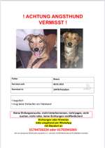 Suchmeldung-Gismo-Bild