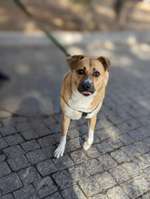 Suchmeldung-Mischling-Bild