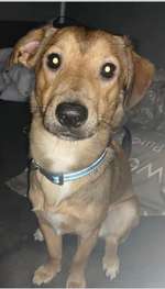 Suchmeldung-Gismo-Bild