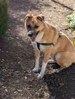 Suchmeldung-Mischling-Bild