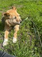 Geruchsintensives Futter oder Leckerli-Beitrag-Bild