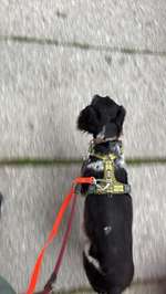 Geschirre für schmale Brust (Breton)-Beitrag-Bild