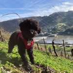 Ersteller:in Anni Profilbild