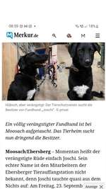 Wer kennt diesen Hund?-Beitrag-Bild