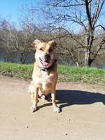 Hautprobleme beim Hund . Allergie?-Beitrag-Bild