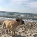 Olde English Bulldogge-Beitrag-Bild