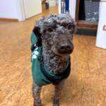 Suchmeldung-Brodi-Bild