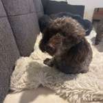 Suchmeldung-Brodi-Bild