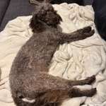 Suchmeldung-Brodi-Bild