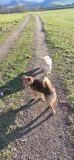 Hundeauslaufgebiet-Kinzigstrand-Bild