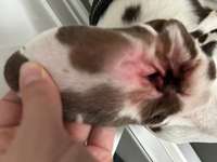 Gerötetes Ohr-Beitrag-Bild