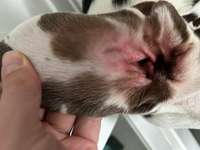 Gerötetes Ohr-Beitrag-Bild