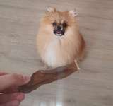 Lustigste Leckerli-Fotos-Beitrag-Bild