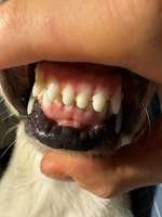 Sehen die Zähne normal aus?-Beitrag-Bild