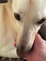 Sieht der Nasenrücken für euch normal aus?-Beitrag-Bild