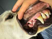 Sehen die Zähne normal aus?-Beitrag-Bild