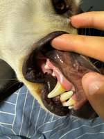 Sehen die Zähne normal aus?-Beitrag-Bild