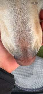 Sieht der Nasenrücken für euch normal aus?-Beitrag-Bild