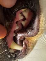 Sehen die Zähne normal aus?-Beitrag-Bild