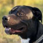 Ersteller:in Matthew-Milo Profilbild