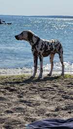 Hundeauslaufgebiet-Pelzerhaken-Bild