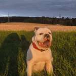 Ersteller:in Bully Profilbild