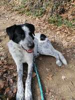 Englisch Pointer Mischlinge 🐶🐾-Beitrag-Bild