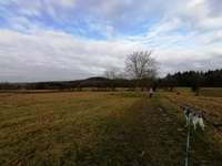 Hundeauslaufgebiet-Wald, Wiese und Felder-Bild