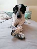 Englisch Pointer Mischlinge 🐶🐾-Beitrag-Bild