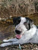 Hundeauslaufgebiet-Schallstadt-Bild