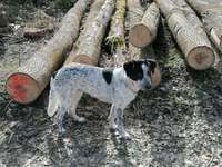 Englisch Pointer Mischlinge 🐶🐾-Beitrag-Bild