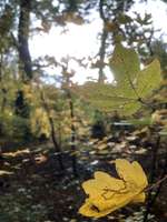 Hundeauslaufgebiet-Burgaue-Böhlitz Ehrenberg-Bild