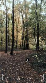 Hundeauslaufgebiet-Burgaue-Böhlitz Ehrenberg-Bild