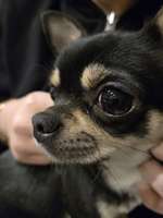 Frage zu braunem Fleck im Auge des Hundes-Beitrag-Bild