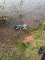 Hundeauslaufgebiet-Markkleeberger See-Bild