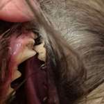 Zahnstein verhindern?-Beitrag-Bild