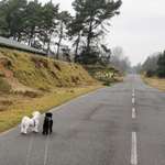 Hundeauslaufgebiet-Brachter Wald-Bild
