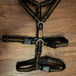 Fahrrad Anhänger, Geschirr & Halsband-Beitrag-Bild