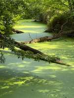 Hundeauslaufgebiet-Kloster Langwaden-Bild
