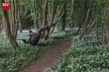 Hundeauslaufgebiet-Buchenberg-Bild