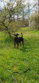 Hundeauslaufgebiet-Himmelpforte und Lutherstein-Bild