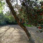 Hundeauslaufgebiet-Florapark-Bild