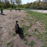 Hundeauslaufgebiet-Mörsenbroich-Bild