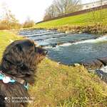 Hundeauslaufgebiet-Am Brückerbach-Bild