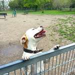 Hundeauslaufgebiet-Mörsenbroich-Bild