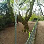 Hundeauslaufgebiet-Volksgarten-Bild