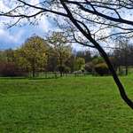 Hundeauslaufgebiet-Nachbarschaftspark-Bild