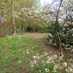 Hundeauslaufgebiet-Südring-Bild