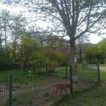 Hundeauslaufgebiet-Zoopark-Bild