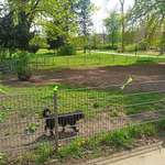 Hundeauslaufgebiet-Oederalle Hundeauslauf-Bild